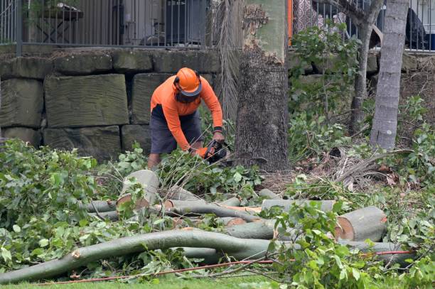 Best Tree Stump Removal  in Double Springs, AL